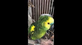 Trying to get Basil to sing 'Hallelujah'