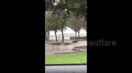 Sad moment cranes hunker down to resist fierce wind strength as Hurricane Ian batters Florida