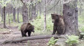 Two bears jig and jive as they scratch their backs on trees in hilarious fashion