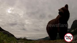 a grizzly chews go pro camera. amazing footage inside bear's mouth