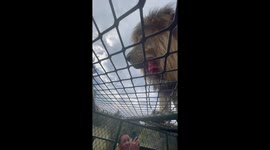 Step inside the 'human zoo' where lions climb on top of cages containing visitors