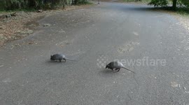 Armadillos seen flying through the air like ninjas during battle for female attention