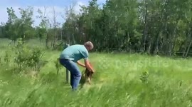 Saving a baby moose! Mama moose was in the trees with the other twin!