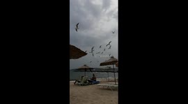 We was on the beach, when all the birds just stopped. Funny and stange.