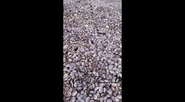 Hundreds of tons of wild clams slam Vietnam coast