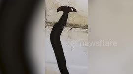 Creepy worm 'with horns' crawls on dirty bathroom wall
