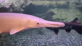 Arapaima: the freshwater giant