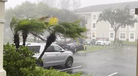 Palm tree swaying as Hurricane Ian approaches