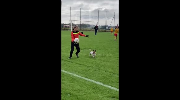 Cute dog dashes onto football pitch and joins the match