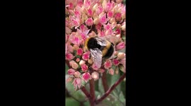 Life goes on at Windsor Castle where Royal Bees continue to pollinate flowers in the moat garden