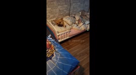 Three bulldogs go viral as they sleep in comfy beds with children's duvets and pillows