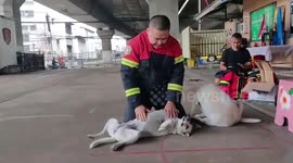 Friendly stray dog serves as model for CPR demo in Thailand