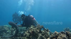 Heroic diver saves distressed baby shark from fishing line