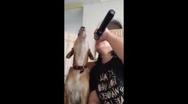 Dog duet is music to everyone's ears