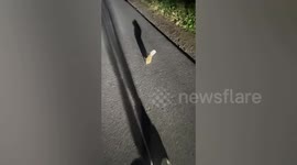 Kind-hearted motorist frees hedgehog stuck in plastic cup