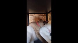 My couple cats are having prescious moments together while having a little argue,but still they look good as always,so adorable.