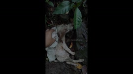 This is a heartwarming transformation of an abandondd abandoned crippled puppy.