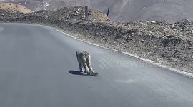 Rare encounter as elusive snow leopard runs across motorist's path in China