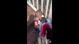 'No No No!' - Sweet baby boy doesn't want to hug mini cow for the 4th of July photos