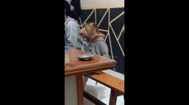Monkey eats like human in public restaurant