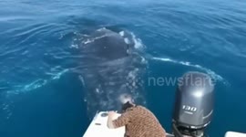 Huge whale swims up to boat in playful fashion off coast of Australia