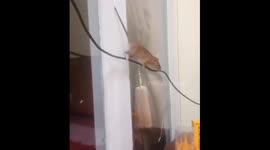 The girl accidentally closed the mice in the door and was very scared!