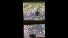 These bear cubs are growing so fast and loves my garden. They are fattening up for the winter. I love when they visit me. Hibernation is around the corner.