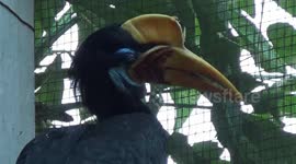 Rare bird oddly found inside airport in Indonesia