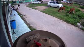 Hero German shepherd saves toddler from being gored by bull