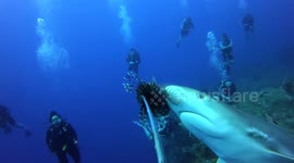 Diver gets up close and personal with shark that stole invasive lionfish off his spear