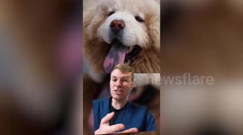 UK vet reveals dog breeds he wouldn't have as a pet