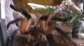 This Trantula was well camouflaged and just could see it raising it's legs looking out the glass tank