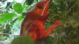 Cameleon turned Red Orange Colour and stood out bright on the green bush leafs