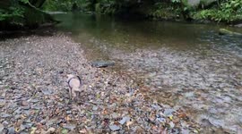 Training My Border Terrier x Jack Russell  to catch fish in the river Devon uk