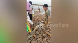 Villagers collect bucket loads of fish after lake dries up in China