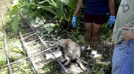 Rescue team save pet dog with paw pierced by iron rebar in Thailand