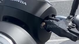 Tiny snake pops out of scooter's handlebars in Thailand
