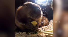 SOUND ON! Adorable beavers munch on plentiful snacks at Oregon Zoo