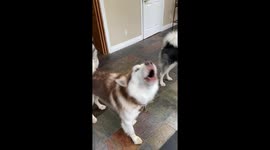 Three Alaskan Malamutes howl along to their owner's playing harmonica