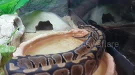 Royal Python baby snake resting in its habitat house enclosure tank