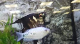 These Tropical fish species were incredibly dazzling with bright colours