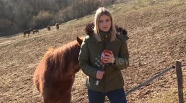 A horse sniffing a journalist while she is trying to make a stand up