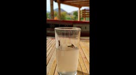 A bee trying to safe another one from drowning in the glass of juice