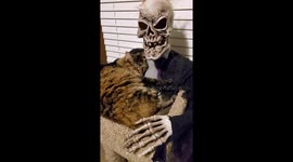 My cat Pippy loves to cuddle with Old Jimmy Bones every Halloween
