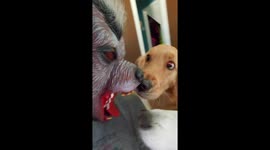 My golden retriever and husky meet my warewolf halloween mask