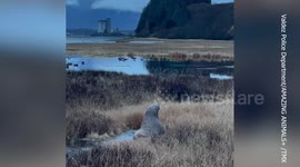 Sealion has to be herded by residents and police after wandering into road in Alaska
