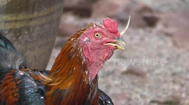 Chicken baffles locals with mystery rhino HORN growing on head