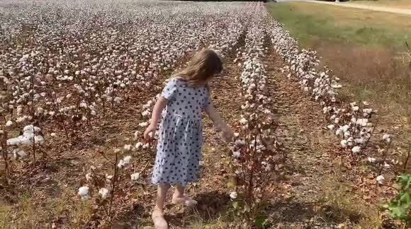 Me and gdaughter stop to look at a cotton field by the the side of the road