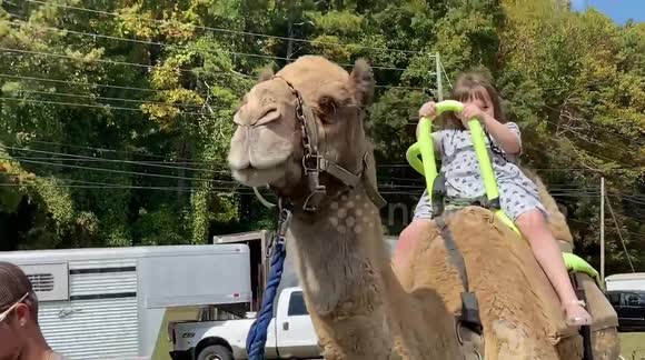 My g daughter rides a camel at the apple festival in n Georgia.