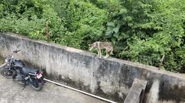A out sider dog suddenly climb in high level wall then her body was stuck in net